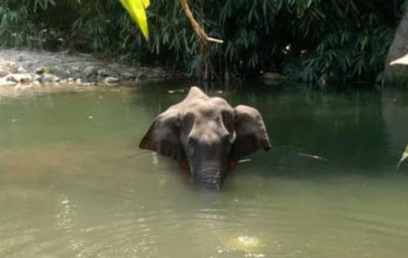 भारत, केरलाको भेलियार नदीमा सुँड डुबाएर उभिएकी हात्ती।