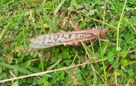 फाइल