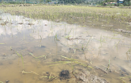 चराले धानको जरा खाइदिएपछि पानीमा तैरिएको बिउ।