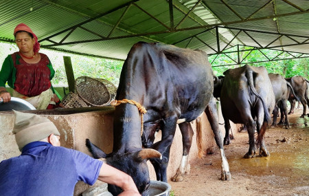 स्थानीय कृषकको भैंसी फार्म।
