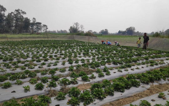 गोल्यान ग्रुपले झापामा गरेको स्ट्रबेरी खेती ।