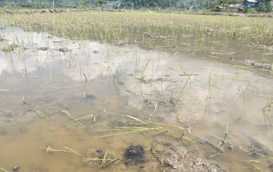 चराले धानको जरा खाइदिएपछि पानीमा तैरिएको बिउ।
